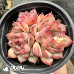 Echeveria Red Lotus Clustering