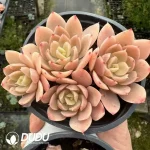 Echeveria Silk Clustering