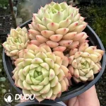 Echeveria Macadamia Clustering