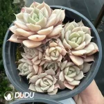 Echeveria Peacockckii Bluete Clustering