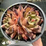 Echeveria Halloween Double Heads
