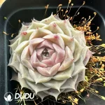 Echeveria Hyalina E. Walther