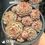 Echeveria Super Circle Clustering(Scattered Clustering)