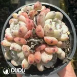 Echeveria Viyant Clustering