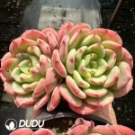 Echeveria Salmon Double