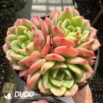Echeveria Salmon Clustering