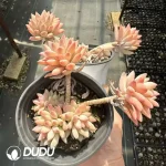 Echeveria tree ice clustering