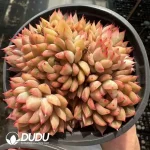 Echeveria Female clustering