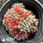 Echeveria Little blue clothes clustering