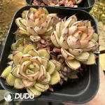 Echeveria Cinderella clustering