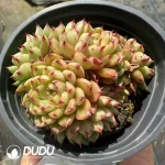 Echeveria Demon Flame Multi-Head Clustering