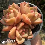 Echeveria Champagne clustering