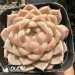 EcheveriaWheat straw