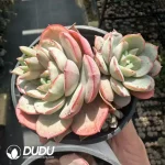 Echeveria Lingbo Fairy Double