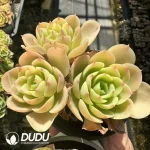 Echeveria Lemon Prince clustering