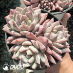 Echeveria Pink Bluebird Clustering