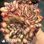 Echeveria Lingyin Clustering