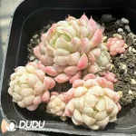 Echeveria Ball of Fat Clustering
