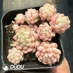 Echeveria Ball of Fat Clustering