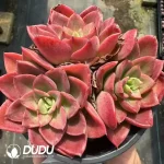 Echeveria Noble Clustering