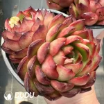 Echeveria Pollyanna Double Head