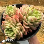 Echeveria Lime Chili Clustering