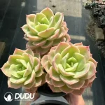 Echeveria Hami Melon Clustering