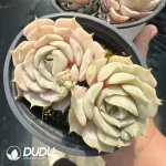 Echeveria Lola Double Head
