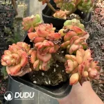 Echeveria Wax Peony Clustering