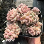 Echeveria Prolifica Clustering(Scattered Clustering)