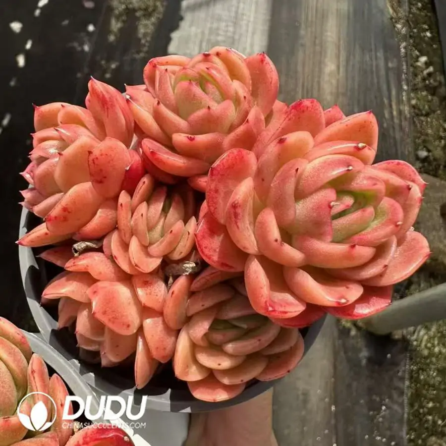 1743661567-e201.webp Echeveria Jade Ring Clustering - Image 1