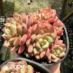 Echeveria Athena Cluster