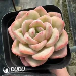Echeveria Puff