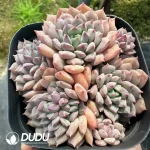 Echeveria Chrissy N Ryan Variegated