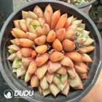 Echeveria Pebbles Cluster