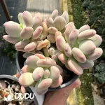 Pachyphytum Oviferum Mikadukibijin Cluster