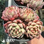 Echeveria Nana Mini Hook Clustering