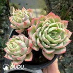 Echeveria Pansy Clustering