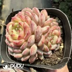 Echeveria Hani Double Heads
