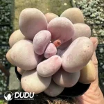 Pachyphytum Blue Haze