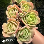 Echeveria Peach Pride Clustering