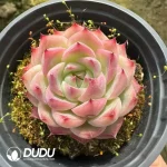 Echeveria Pink Crystal