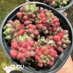 Echeveria Jade Beads Clustering