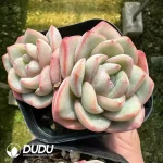 Echeveria Puff Double Head