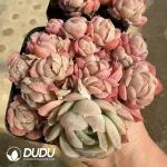 Echeveria Twin Berry Clustering