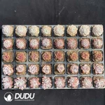 DUDU Collocation-2078