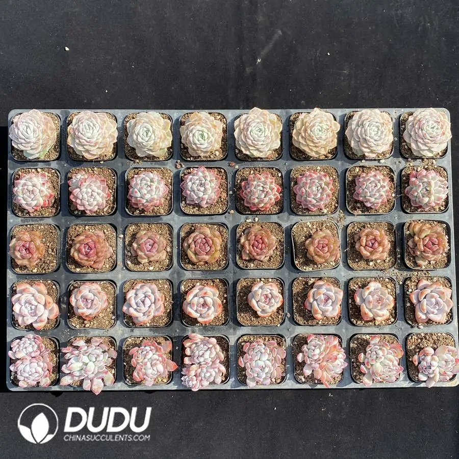 1743673226-e201.webp DUDU Collocation-2078 - Image 1