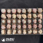 DUDU Collocation-2079