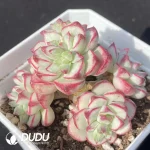 Echeveria Tango Variegated Clustering