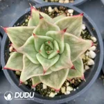 Echeveria Star Variegated
